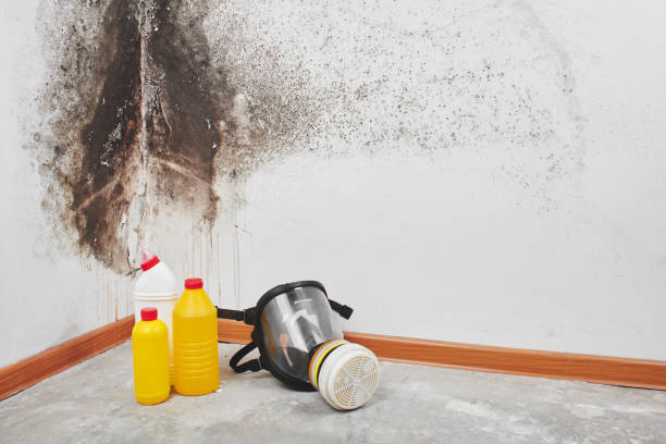 Best Toxic Mold Removal  in Lincolndale, NY
