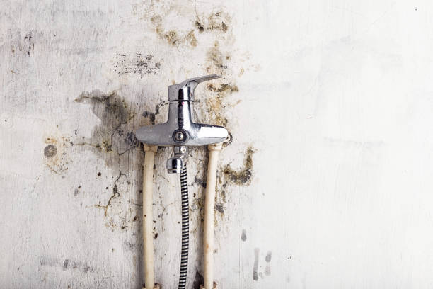 Best Mold Removal Company Near Me  in Lincolndale, NY