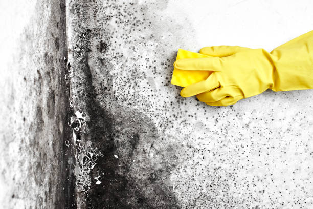 Best Black Mold Removal  in Lincolndale, NY