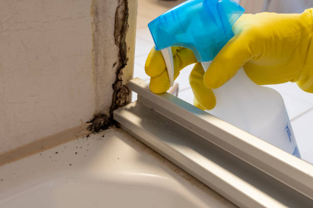 Crawl Space Mold Removal in Lincolndale, NY