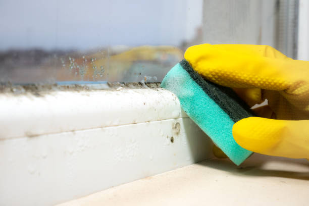 Best Same-Day Mold Removal  in Lincolndale, NY