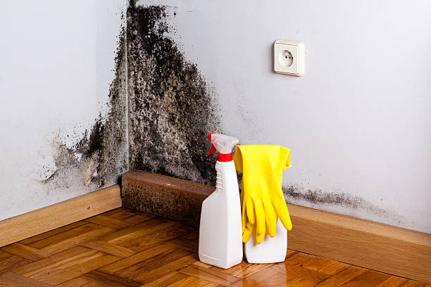 Certified Mold Removal in Lincolndale, NY