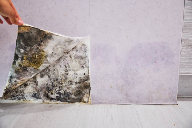 Best Office Mold Removal Services  in Lincolndale, NY